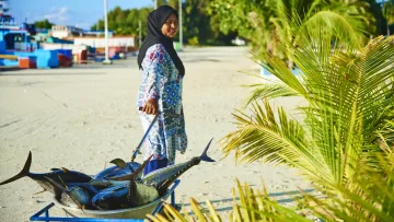 culture, food, local-island, people - A smiling local Maldivian woman in traditional headscarf pulls a wheelbarrow full of fresh tuna near the beach.