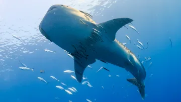 animal, underwater - Underwater view of a giant whale shark swimming gracefully in the deep blue ocean surrounded by a school of small fish