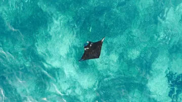 animal, drone-shot, sea - A graceful black manta ray swimming in crystal clear turquoise shallow water, captured from a high aerial perspective.