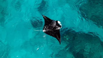 animal, drone-shot, sea, underwater - High angle aerial drone shot of a majestic black manta ray swimming gracefully in clear turquoise tropical ocean waters.