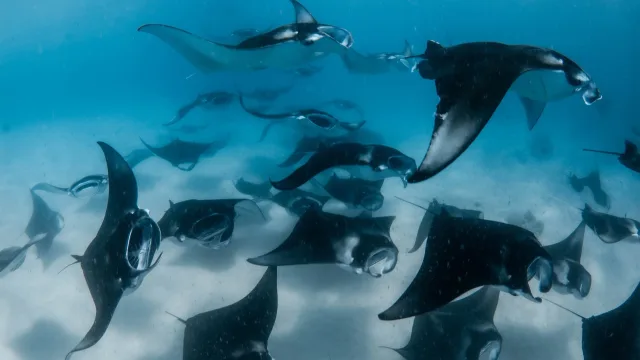 animal, nature, snorkeling, underwater - A large group of manta rays swimming together in shallow tropical blue water while filter feeding in the ocean.