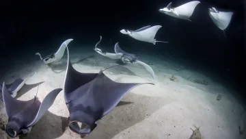 animal, snorkeling, underwater - A school of manta rays swimming and feeding on the sandy ocean floor during a deep night dive in the Maldives.