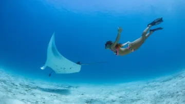 activity, animal, people, snorkeling, underwater - Una donna in bikini colorato fa snorkeling accanto a una graziosa manta nelle limpide acque oceaniche tropicali.