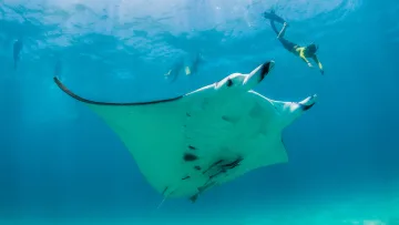 animal, snorkeling, underwater - A large manta ray glides through clear blue tropical water as a tourist snorkels nearby in a marine wildlife area.