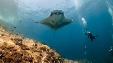 animal, reef, snorkeling, underwater - A majestic manta ray swimming above a vibrant coral reef in the ocean while scuba divers observe nearby underwater.