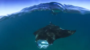 animal, snorkeling, underwater - An elegant black manta ray swimming gracefully in the deep blue ocean, captured in a clear underwater split-shot.