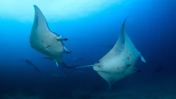 animal, snorkeling, underwater - A group of elegant manta rays swimming gracefully in the deep blue ocean, illuminated by sunlight from above.