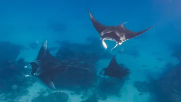 animal, reef, sea, snorkeling, underwater - Three graceful manta rays swimming through the deep blue ocean water over a coral reef in a tropical environment.