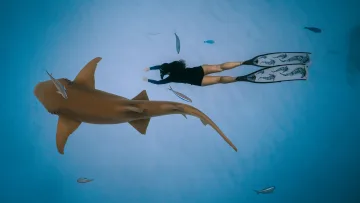 activity, animal, snorkeling, underwater - A snorkeler in a black swimsuit swimming gracefully alongside a nurse shark in the clear blue Maldivian ocean water.