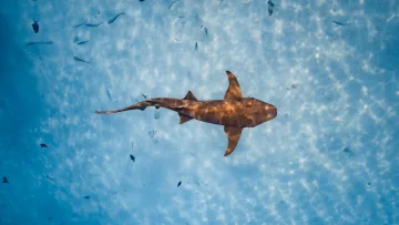 animal, underwater - Aerial view of a brown nurse shark swimming peacefully in clear shallow tropical water with small fish around