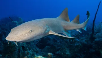 animal, reef, snorkeling, underwater - A nurse shark gracefully swimming above the coral reef in the deep blue waters of the Indian Ocean during a dive.