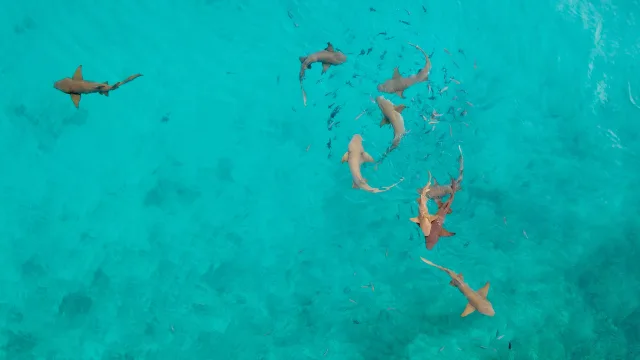 animal, drone-shot, sea - Aerial view looking down at a school of nurse sharks swimming in the crystal clear turquoise tropical ocean waters.