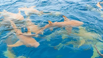 animal, snorkeling - Many brown nurse sharks swimming together near the clear blue ocean surface in a tropical marine environment.
