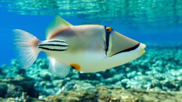 animal, reef, snorkeling, underwater - Un primo piano di un colorato pesce balestra Picasso che nuota nelle limpide acque tropicali vicino alla barriera