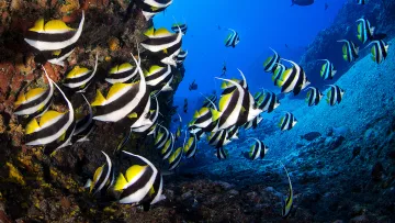 animal, reef, snorkeling, underwater - Un vivace banco di pesci farfalla striati bianchi e neri che nuotano vicino a una barriera corallina colorata