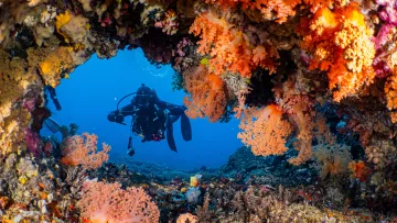 activity, nature, reef, underwater - A scuba diver exploring a vibrant underwater cave framed by colorful orange soft corals in the deep blue ocean