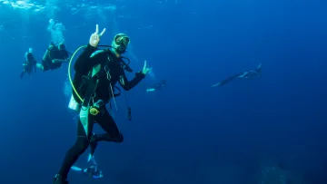animal, people, underwater - A scuba diver in gear gives a peace sign underwater while a large manta ray swims nearby in the deep blue ocean.