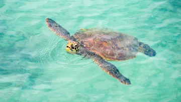 animal, sea, snorkeling - Una bellissima tartaruga marina verde che nuota con grazia vicino alla superficie di acque tropicali chiare e turchesi.
