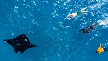 animal, drone-shot, sea, snorkeling, underwater - Aerial view of four people snorkeling in bright blue water while a large black manta ray swims nearby in the ocean.