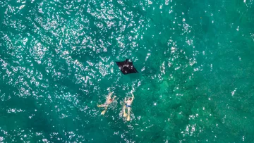 activity, animal, drone-shot, sea, snorkeling - Aerial view of two people snorkeling alongside two manta rays swimming in clear turquoise sparkling ocean water