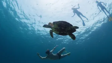 animal, snorkeling, underwater - A sea turtle swims gracefully underwater with people snorkeling above in the bright, clear blue ocean surface.