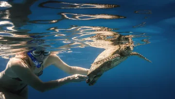 animal, sea, snorkeling, underwater - A woman snorkeling underwater peacefully touches the shell of a sea turtle in the deep blue ocean water.