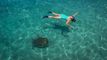 activity, animal, snorkeling, underwater - A woman in a turquoise polka dot swimsuit snorkeling in clear shallow ocean waters near a gentle sea turtle.