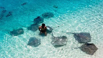 activity, animal, nature, underwater - Aerial view of a tourist snorkeling in shallow crystal water surrounded by many stingrays in Vaavu Atoll, Maldives.