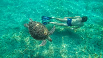 activity, animal, sea, snorkeling, underwater - Una persona con pinne e maschera che fa snorkeling in acque turchesi limpide accanto a una grande tartaruga marina.