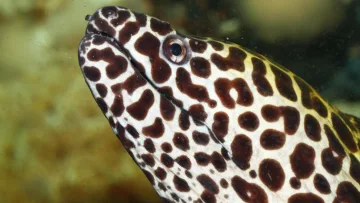 animal, reef, snorkeling, underwater - Un primo piano dettagliato della testa di una murena leopardo, che mostra le sue macchie marroni e l'occhio attento.