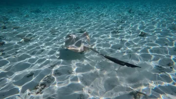 activity, animal, nature, snorkeling, underwater - A graceful stingray gliding over the white sandy seabed in the crystal clear waters of Vaavu Atoll in the Maldives.