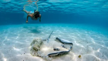 activity, animal, snorkeling, underwater - Una donna in bikini blu fa snorkeling sott'acqua in acque turchesi limpide mentre si avvicina a una razza sulla sabbia.