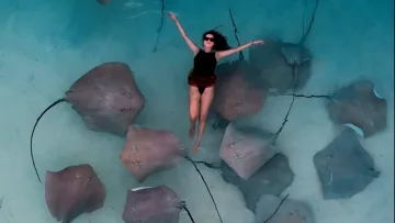 activity, animal, nature, people, sea - A woman in a black swimsuit swimming gracefully in clear turquoise water surrounded by many wild stingrays in Vaavu.