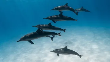 activity, animal, nature, sea, underwater - A pod of wild spinner dolphins swimming gracefully in the crystal clear turquoise water of Vaavu Atoll, Maldives.