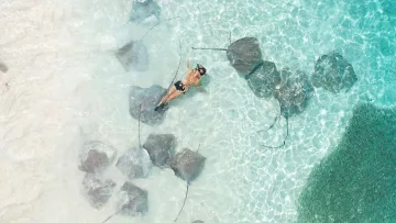activity, animal, drone-shot, nature, sea - Aerial view of a woman swimming in clear turquoise water surrounded by several friendly stingrays in Vaavu Atoll.