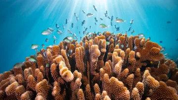 reef, snorkeling, underwater - Una bellissima barriera corallina con tanti pesci colorati che nuotano in acqua azzurra con raggi di sole in alto.