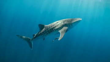 animal, underwater - A majestic whale shark gracefully swimming through the deep blue ocean, illuminated by sunlight from above.