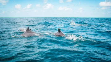 activity, animal, nature, sea - Un gruppo di delfini selvatici nuotano e saltano nelle limpide acque blu dell'Oceano Indiano sotto un cielo soleggiato.