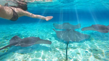 animal, people, snorkeling, underwater - A woman snorkeling in clear tropical water approaching a group of graceful stingrays swimming over sandy seabed.