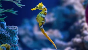 animal, reef, underwater - A small yellow seahorse with black spots swimming gracefully through clear blue water near a coral reef formation.