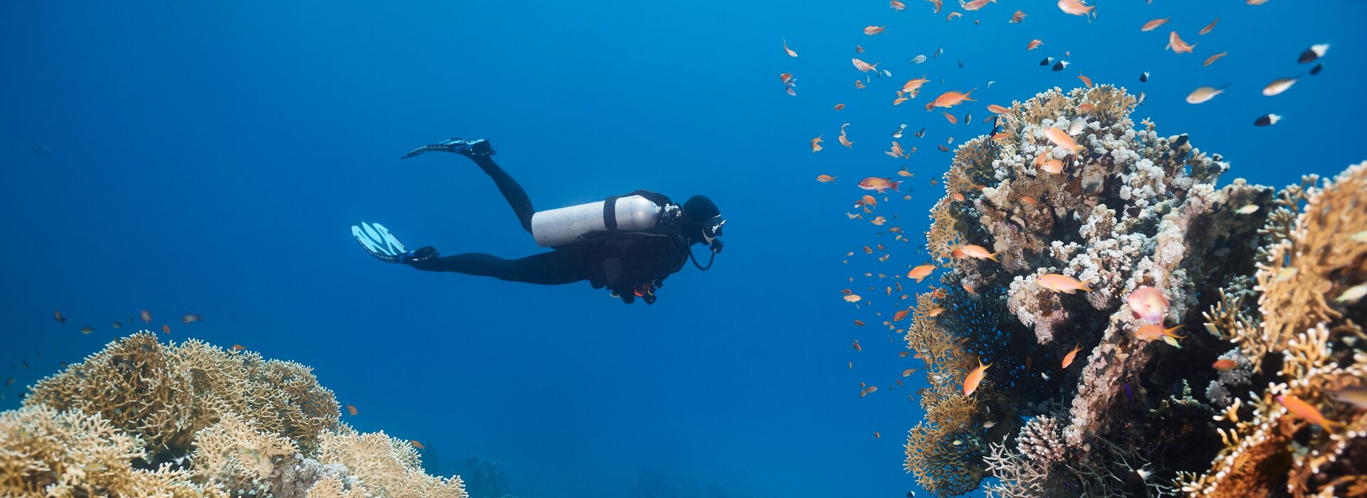 Diving activity in Maldives