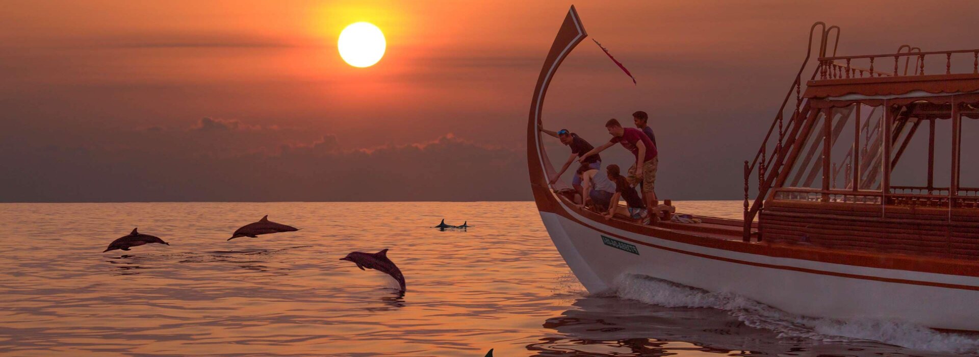 Avvistamento delfini activity in Maldives