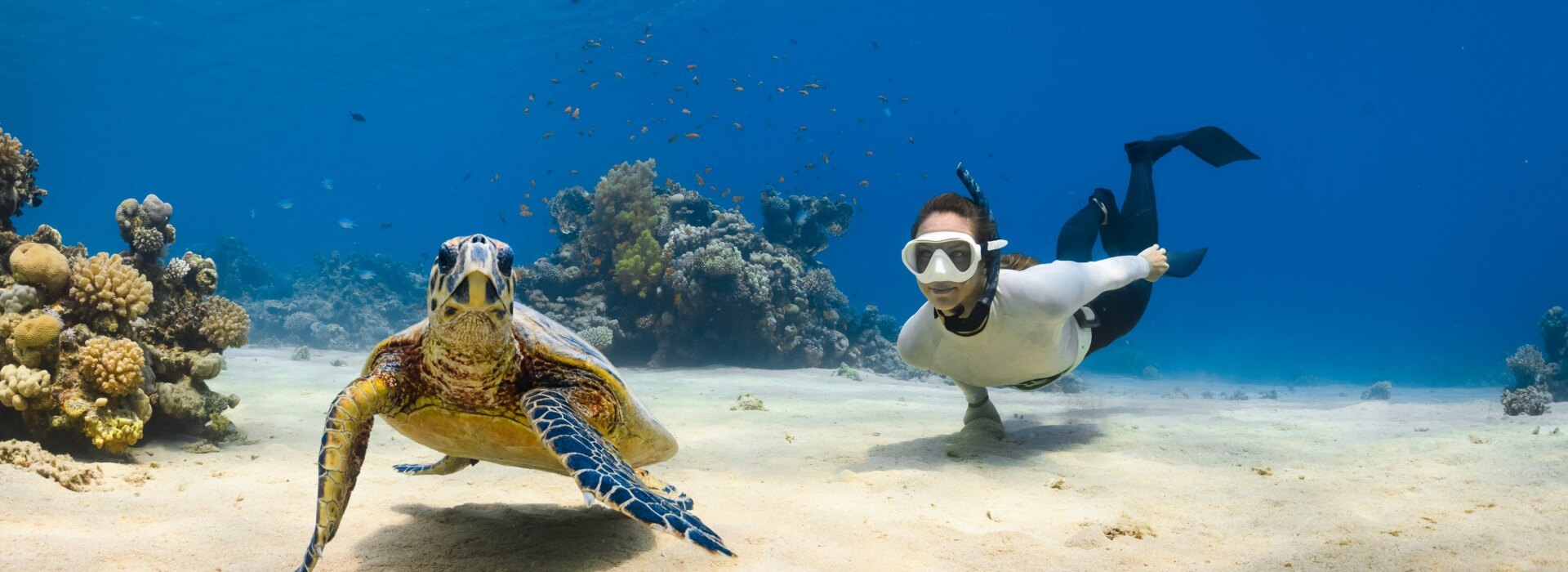 Snorkeling with Turtles activity in Maldives