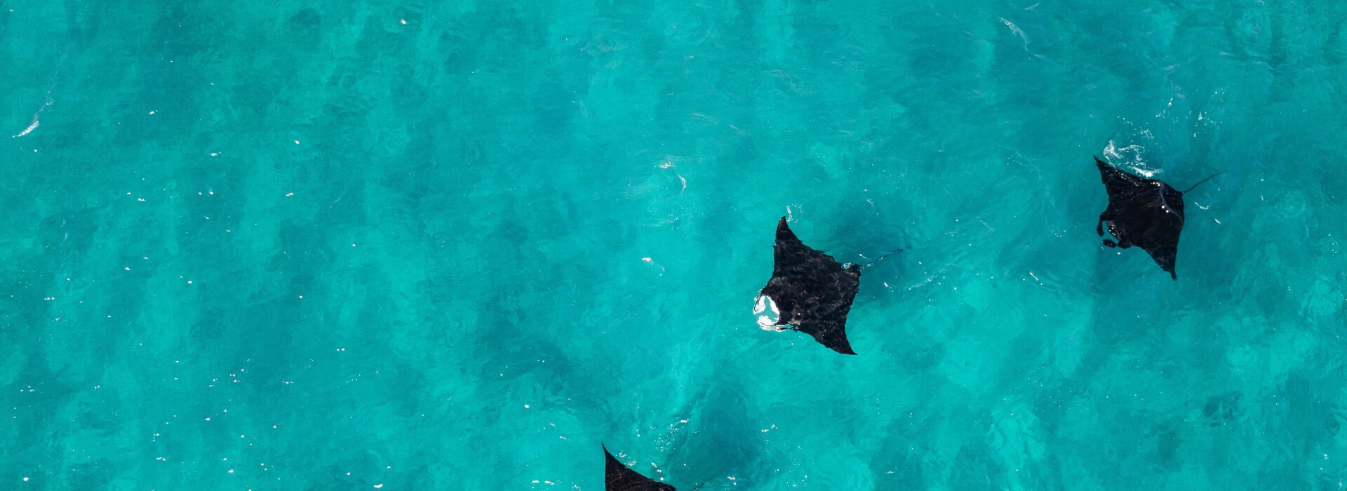 Stunning aerial perspective of multiple black manta rays gliding through the clear turquoise waters of the ocean.