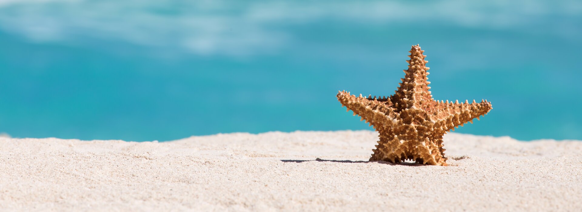 A textured starfish resting on soft white sand with blurred turquoise ocean waves in the background under bright sun