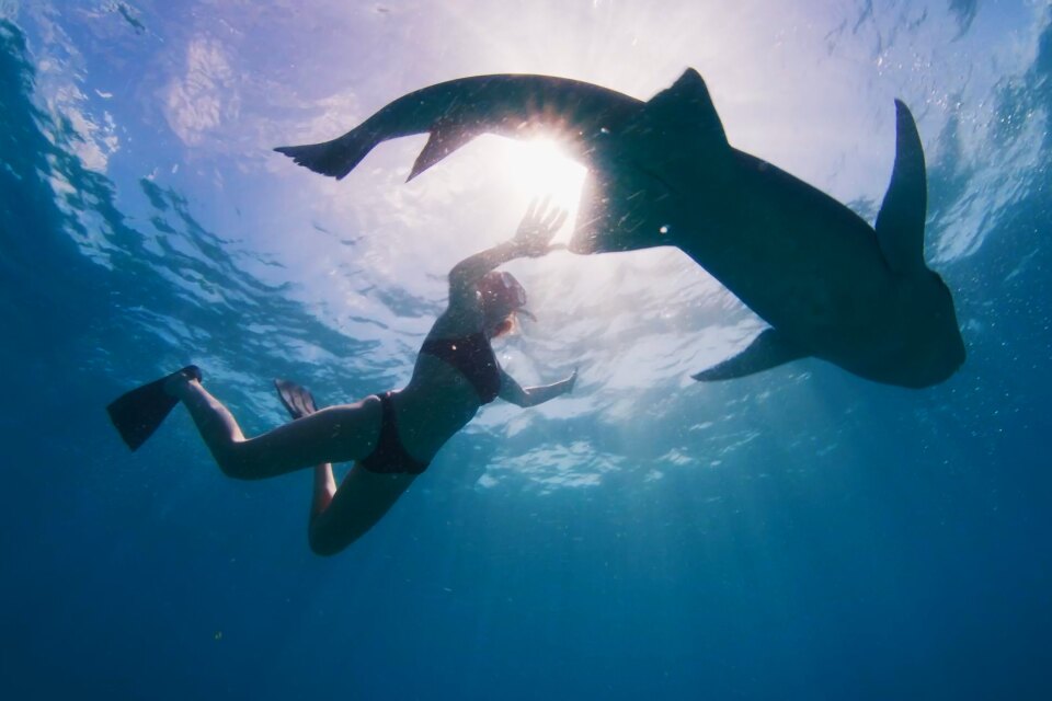Snorkeling with Nurse Sharks in the Maldives