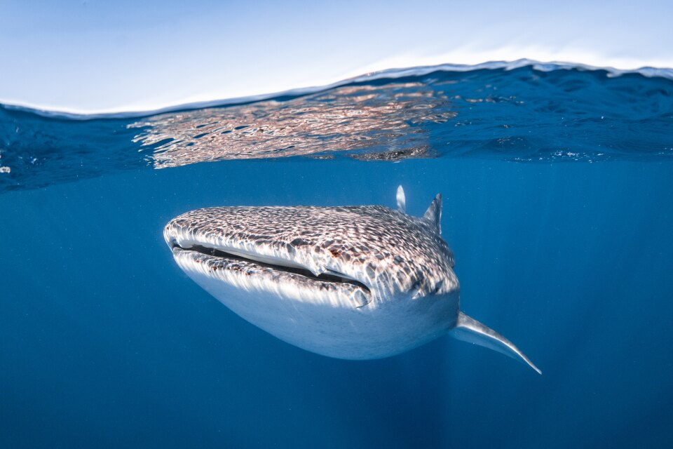 Snorkeling with Whale Sharks in the Maldives