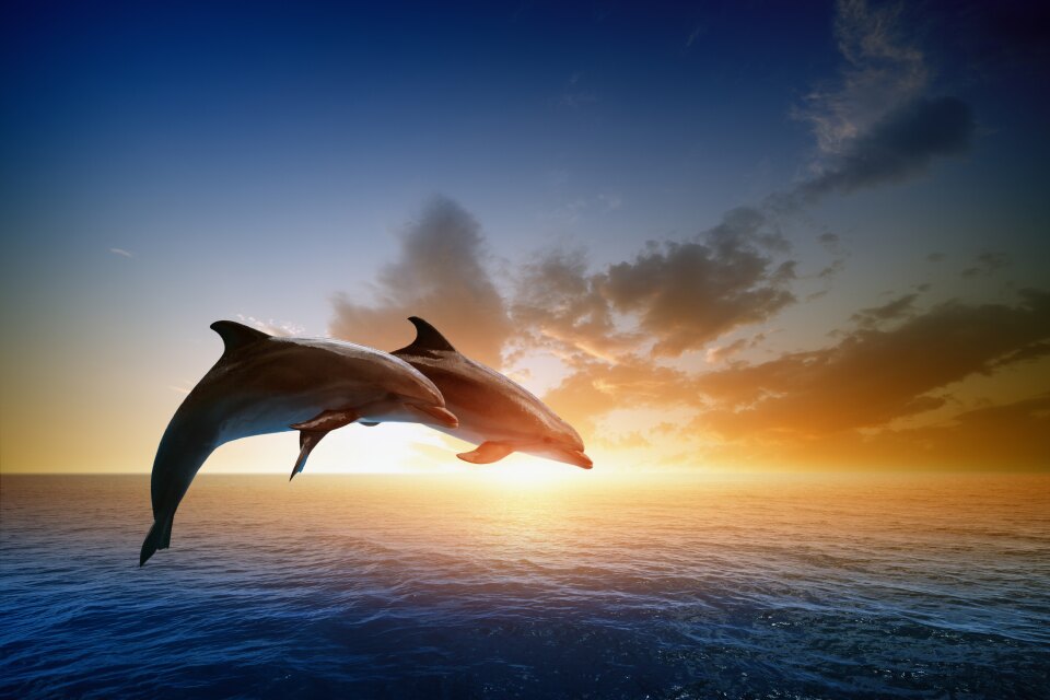 Dolphin Watching in the Maldives