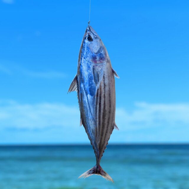 Pesca in the Maldives