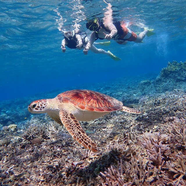 Due persone nuotano con maschera e pinne godendosi un'escursione di snorkeling con una tartaruga marina sul reef.
